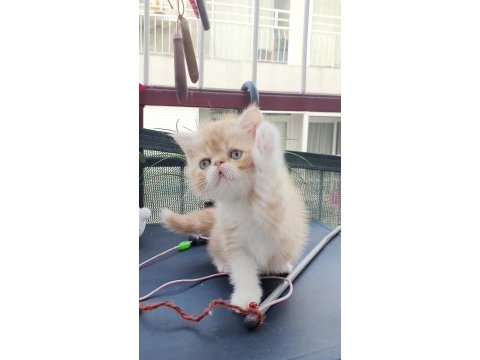 Exotic shorthair bebişler