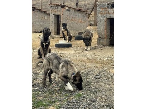 Orijinal saf kangal
