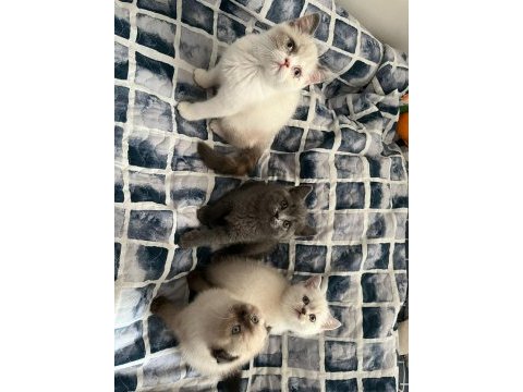 Güzel scottish fold yavrular yeni yuvalarını arıyor