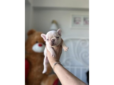 Full secereli french bulldog yavrular