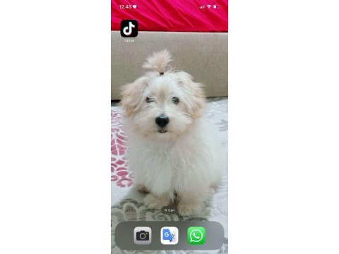 5 aylık maltipoo yavrumuza yuva arıyoruz aşıları tam