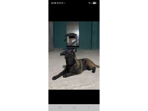 Sevgine zamanına emeğine değecek malinois arayanlara