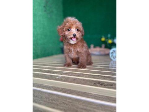 Maltipoo bebeklerimiz referans yavru