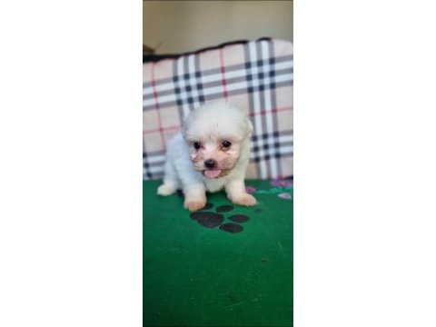 Safkan maltese bebekler