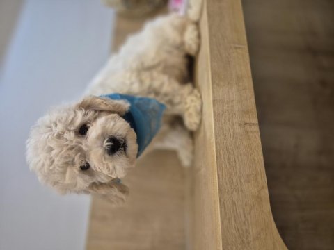 Toy poodle yavrum