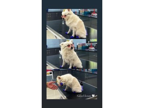 Pomeranian dişi köpeğim