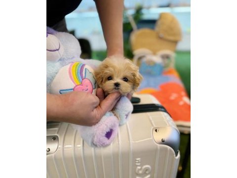 Ruhsatlı çiftliğimizden anne altı maltipoo