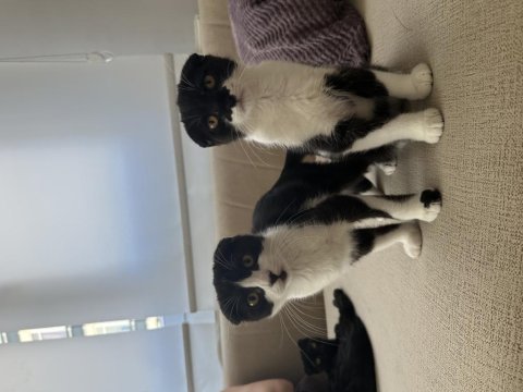 Scottish fold dişi ve erkek kediler
