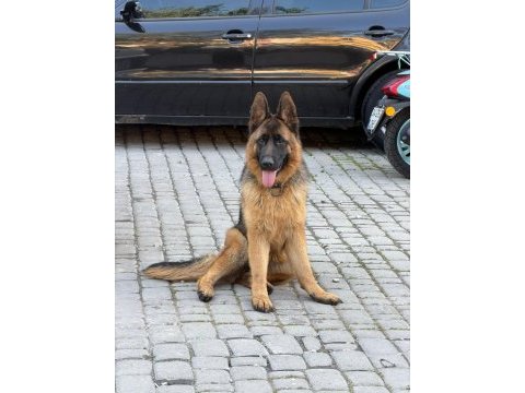Genç erkek ve dişi alman kurtları