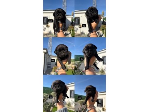 Orijinal gül kuyruk nadir bulunan siyah renkte pug yavrular