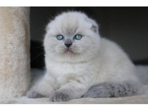 Deniz mavisi gözlü scottish fold shorthair 