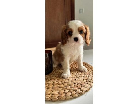 En özel cavalier king charles yavrular