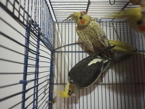 Ev ortamında sultan papağanlar