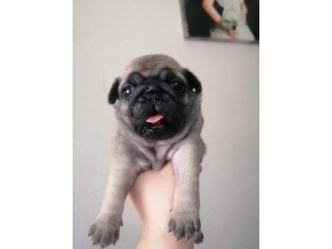 Pug yavrularımız ırk garantilidir