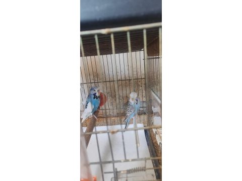 Bedavaya sağlıklı düzgün kuşumuz 3 çift veriyorum acil