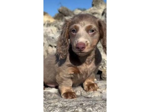 Long hair ısabella dachshund yavrumuz özel renk
