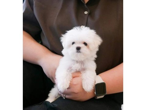 Kore kan mükemmel güzellikte maltese terrier