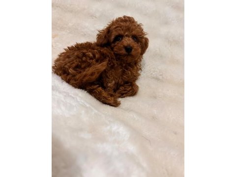 Sevimli toy poodle yavruları yeni yuvalarını bekliyor