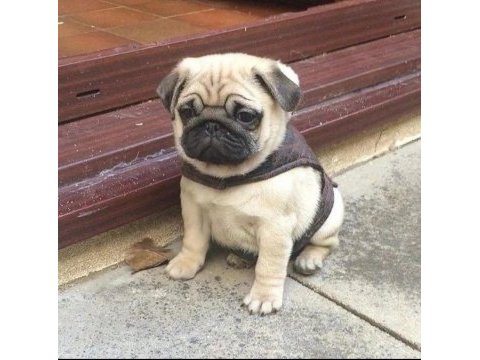 Ev ortamından show kalite pug mops yavrular