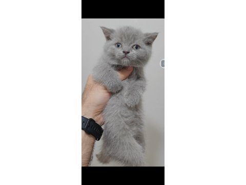 British shorthair kedisi