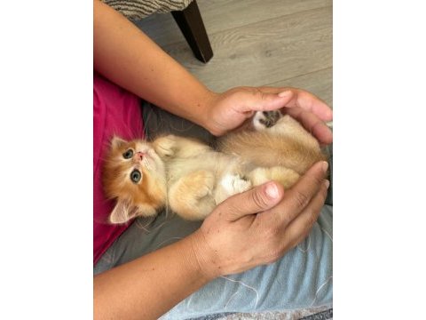 British longhair miniklerim