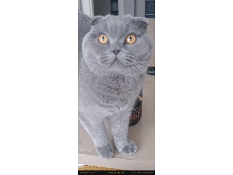 Tam bir deli scottish fold