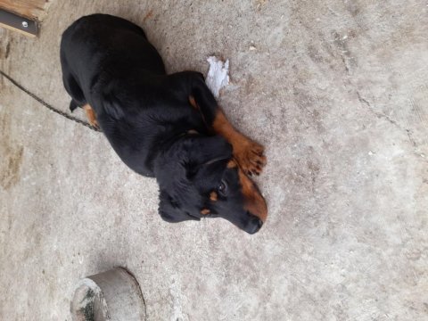 Acil sahiplendirme rottweiler