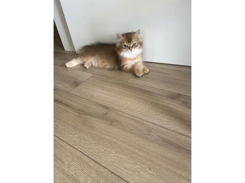 British longhair meraklılarına duyrulur