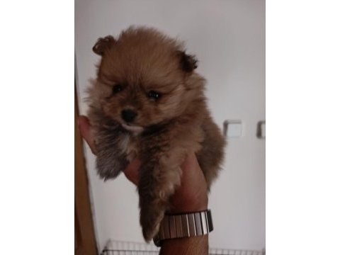 3 yavru pomeranian anne ve baba