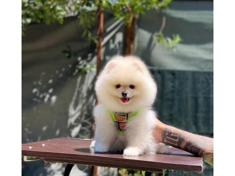Yakışıklı pomeranian oğluma yuva arıyorum