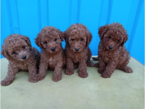 Anne altından orjinal poodle bebekler