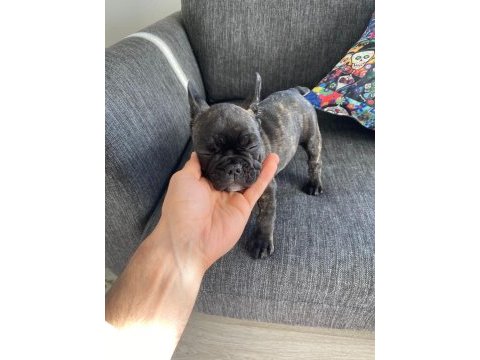 Brındle french bulldog