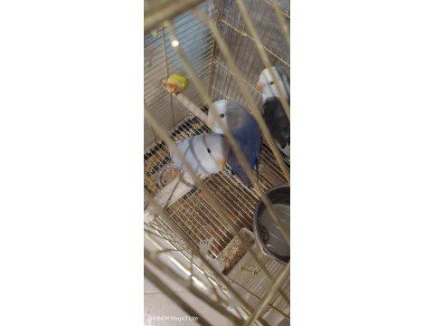 Yeni yeme düştü sevda papağanı