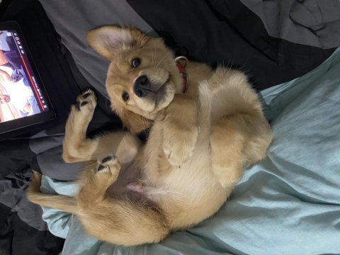 Safkan golden retriever oğlumuza dişi arıyoruz