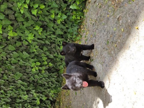 Showlıne full black & black tan alman kurdu bebeklerım