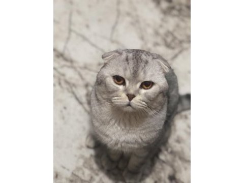 Ücretsiz kısırlaşma şartı ile scottish fold sahiplendirme