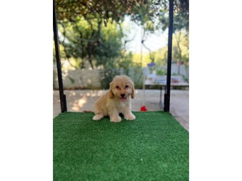 Maltipoo güzellikler mama karşılığında verilecektir
