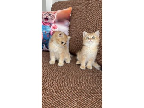 Efsane güzellikte british shorthair bebekler
