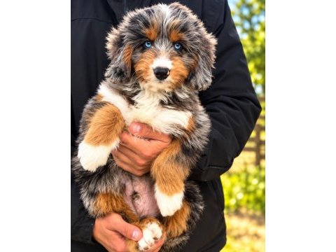 Türkiyede tek bernedoodle yavruları