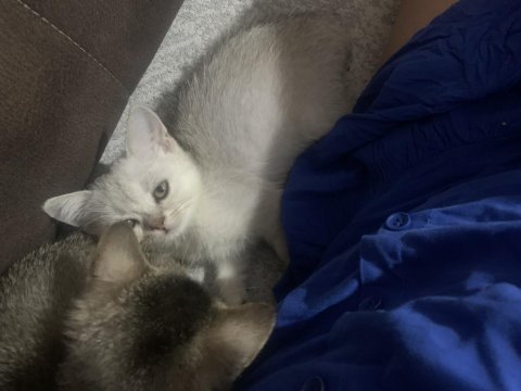 Fıstık british shorthair yavrumuz