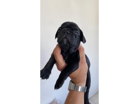 40 günlük french bulldog yavruları