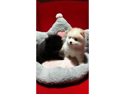 Pomeranian yavrularımız