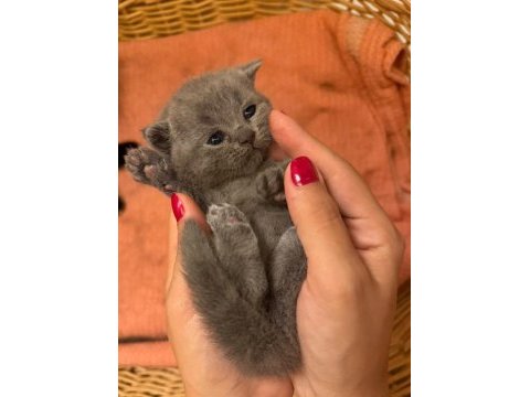 Son kalan yavru british shorthair