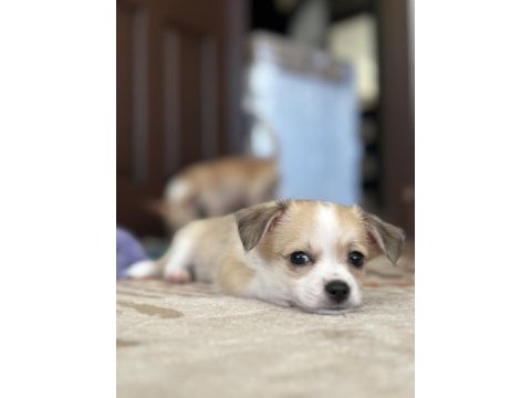 Ücretsiz sahiplendirme chihuahua