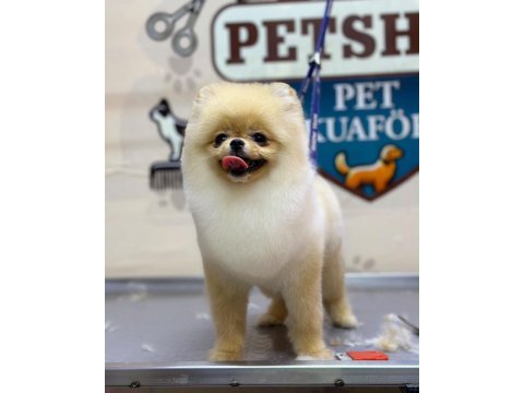 Pomeranian 6 aylık dişi