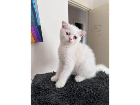 Scottish fold long hair yavrularım