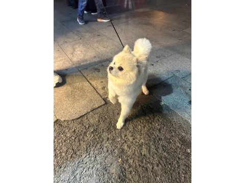 Erkek pomeranian 1 yaşında