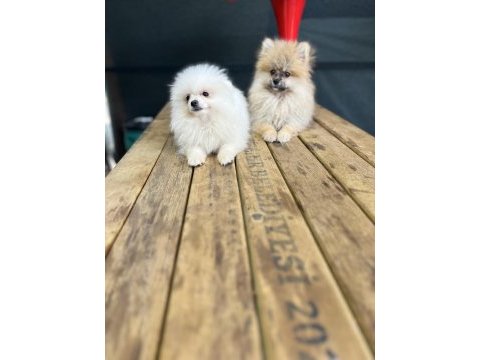 Pomeranian yavrularımız