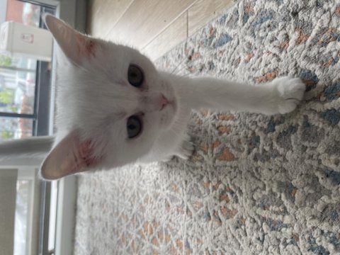 2.5 aylık dişi british shorthair