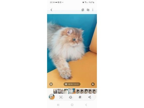 Şecereli golden longhair british 1 yaşında erkek